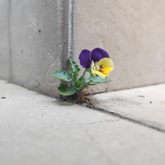 Une fleur qui pousse dans une craque de trottoir au milieu de la ville.